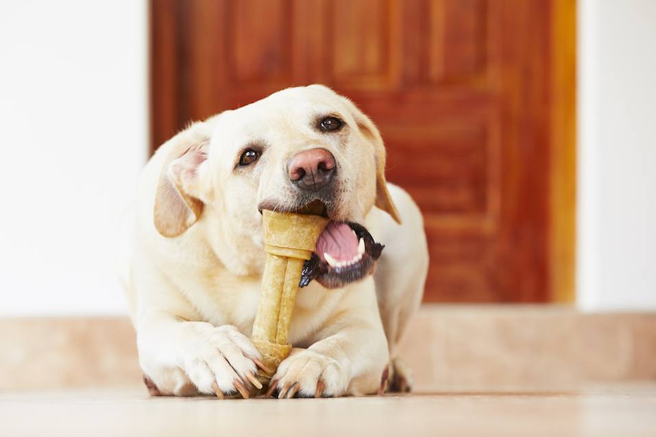 Labrador retriever with bone is waiting at home.
