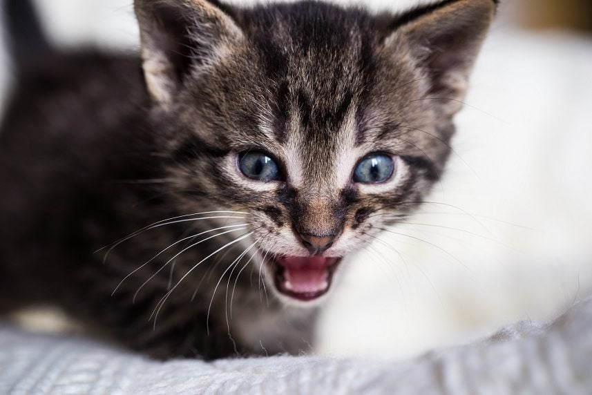 old tabby tomcat