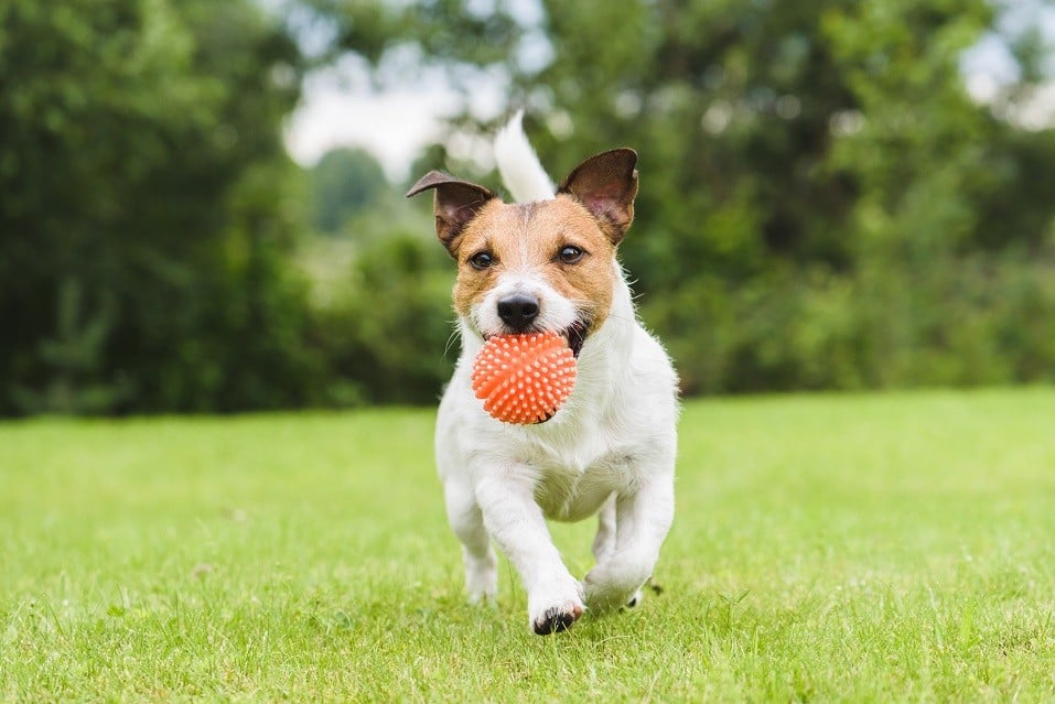 The Reasons Behind These Weird Dog Behaviors Might Surprise You