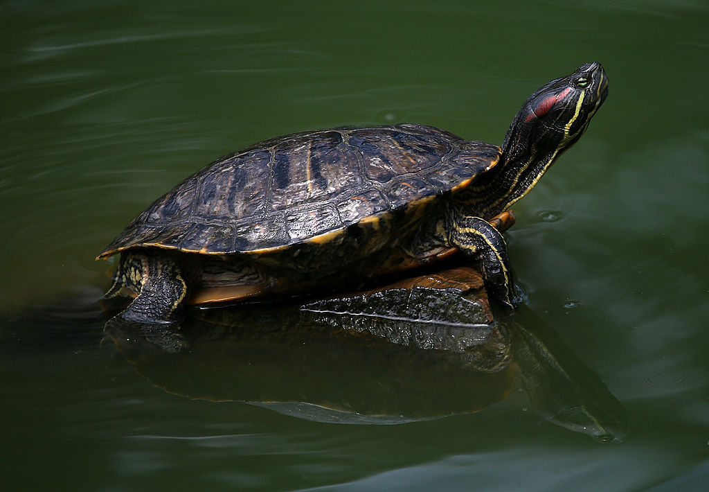 box turtle in water