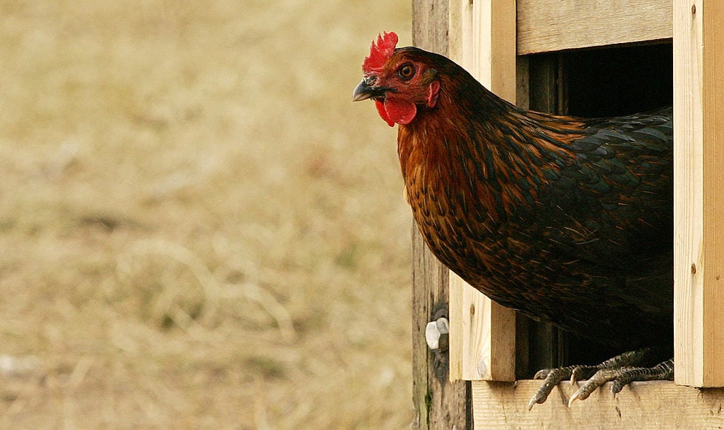 a free-range chicken exits the coop