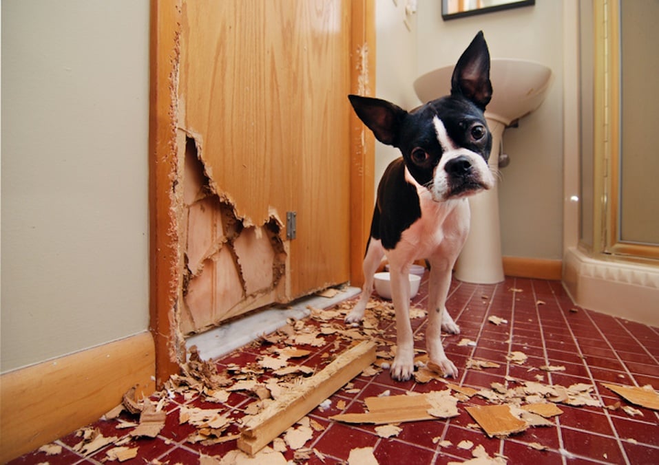 Boston terrier with chewed door