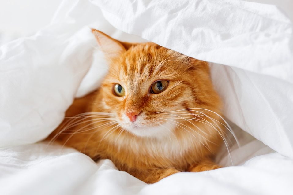 Ginger cat lies on bed. The fluffy pet comfortably hid under a blanket to sleep or to play