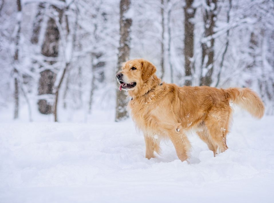 Golden Retriever
