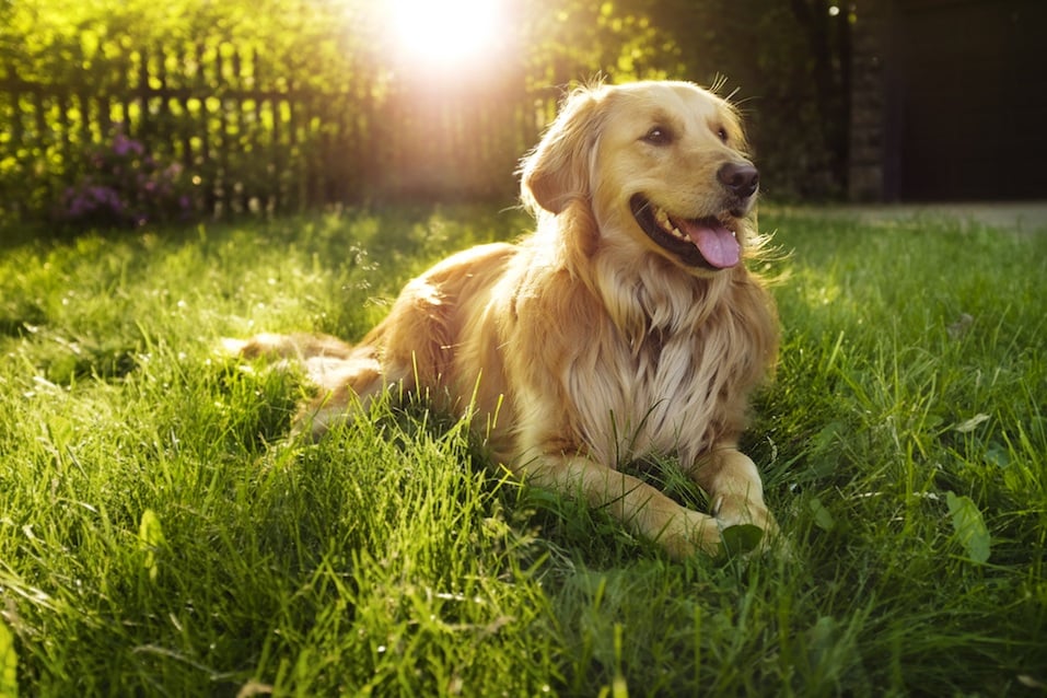 Golden retriever