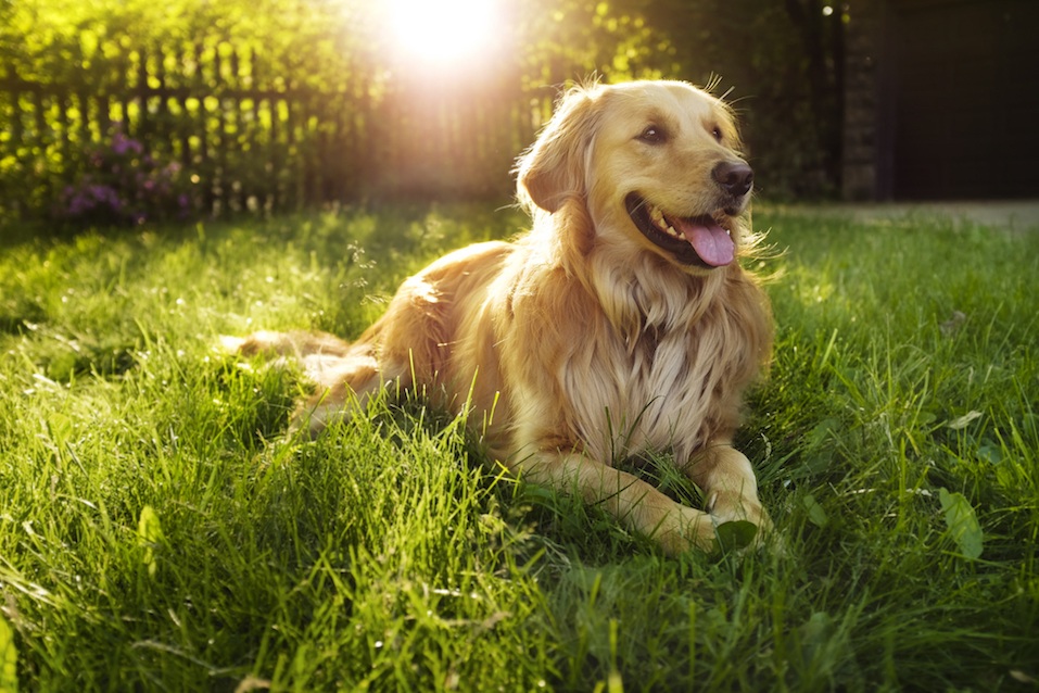 The golden retriever is one of the best dogs for kids