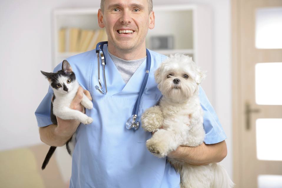 vet with cat and dog