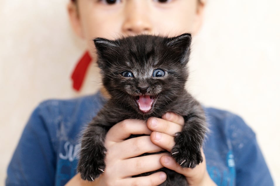 Mewing black kitten in boy's hands