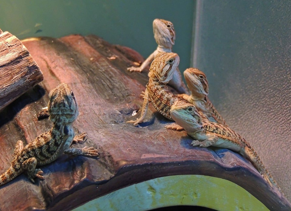 Bearded Dragons