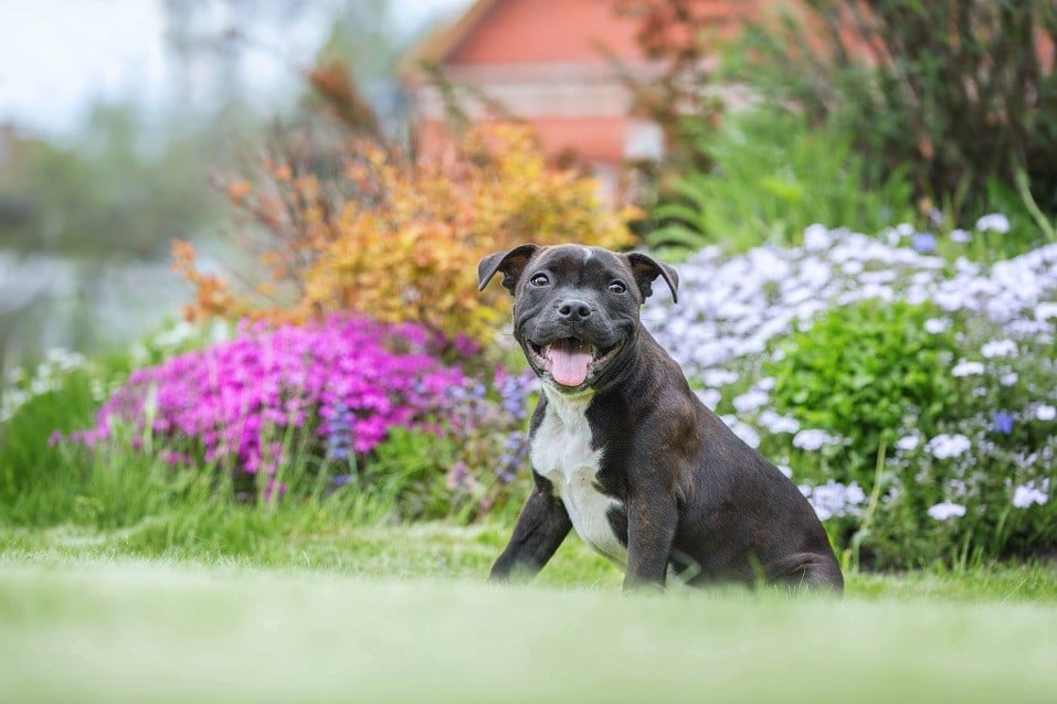 Pit Bull