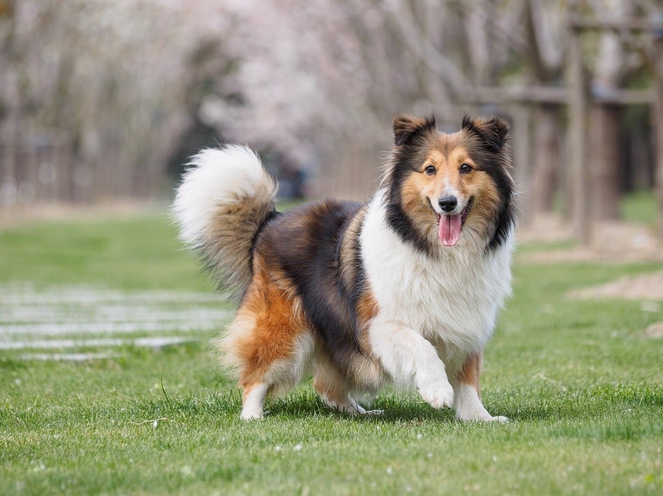 Purebred Shetland Sheepdog