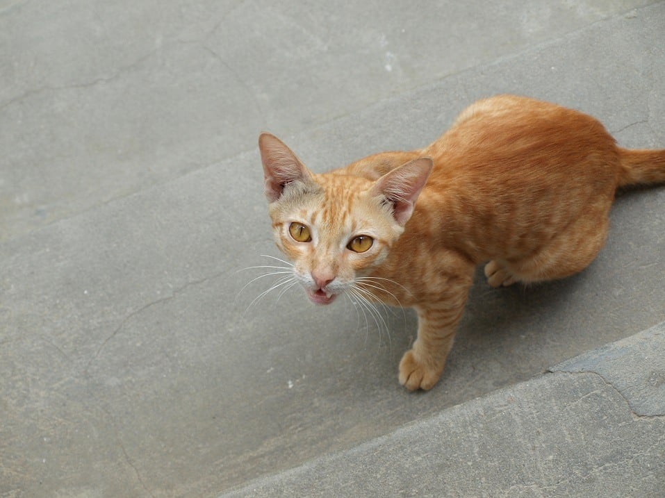 Angry cat looking at camera