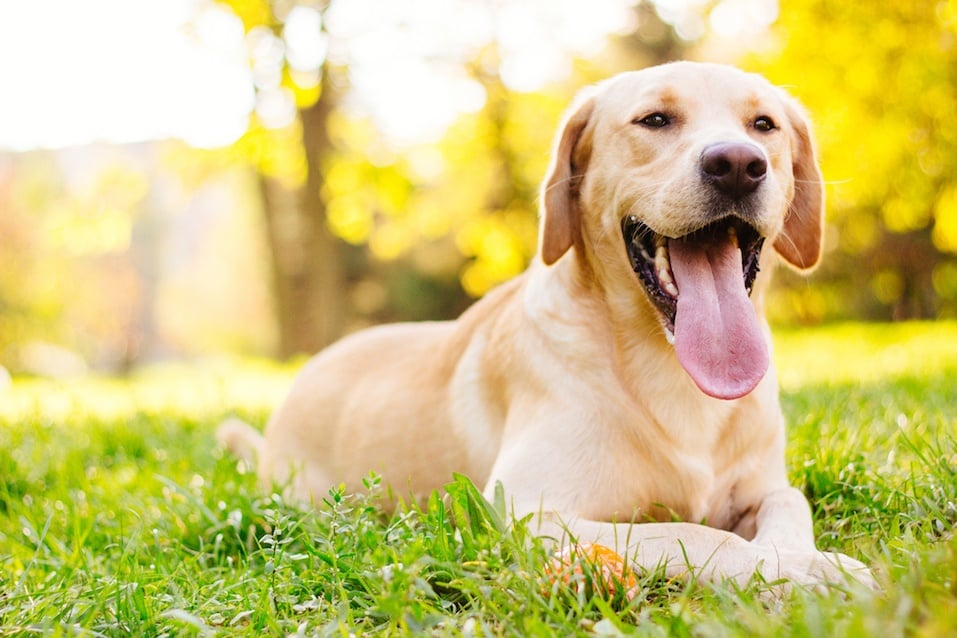 Beautiful labrador retriever dog in the park,