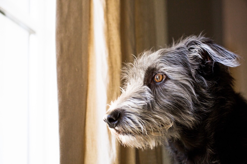 Shaggy terrier dog looking out window with sad expression