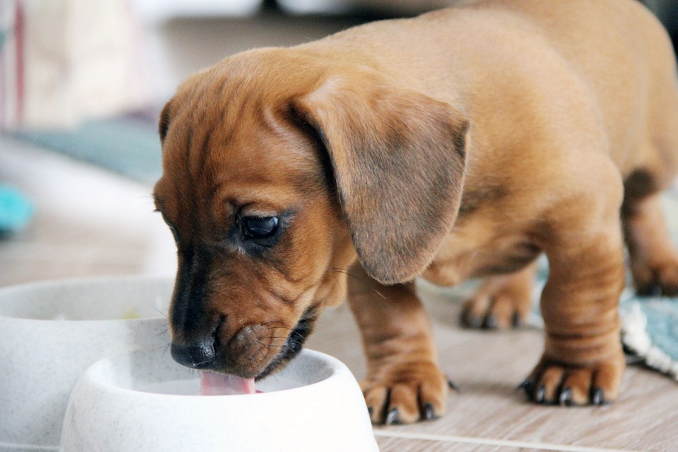Two months old dachshund puppy smooth eating from a white bowl.