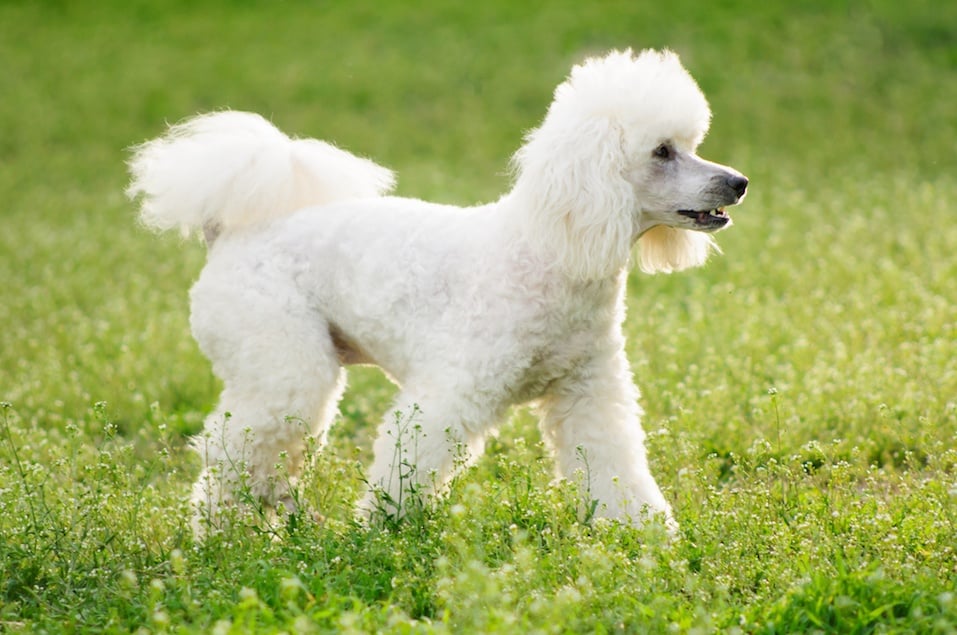 White poodle dog on green grass field