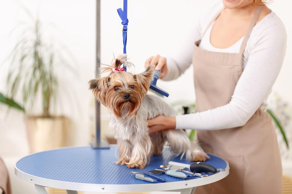 Brushing process. Small Yorkshire terrier sits on the table while being brushed by a professional.