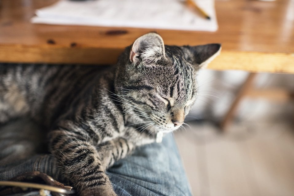 Young tabby cat lying on lap
