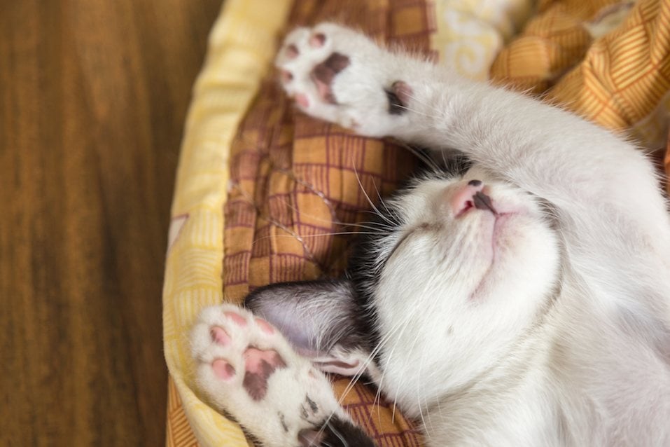 cat-sleeping-in-the-blanket-selective-focus.jpg