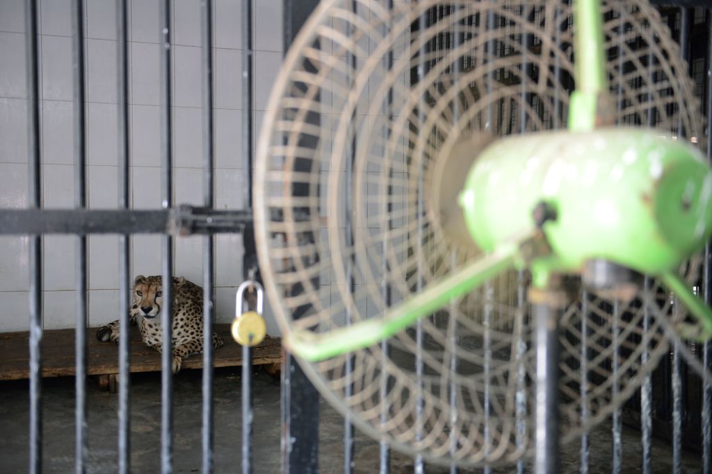 A cheetah looks on as a fan cools his enclosure at a zoo in Pakistan's extreme heat.