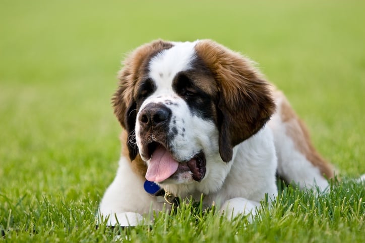Saint Bernard in grass