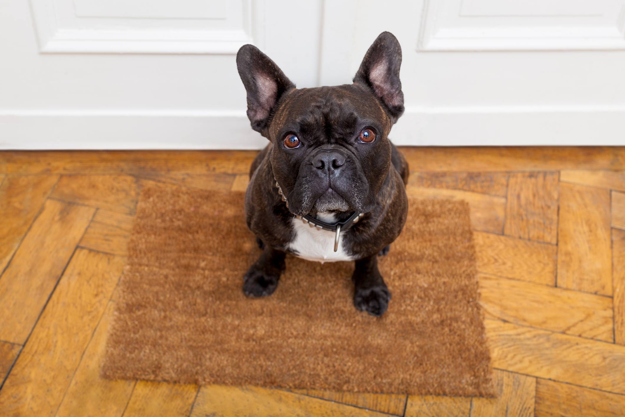 The Reasons Behind These Weird Dog Behaviors Might Surprise You