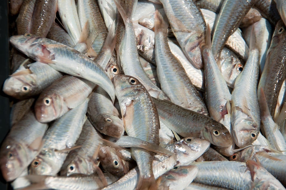 fish goatfish huge amount of cleaning washed