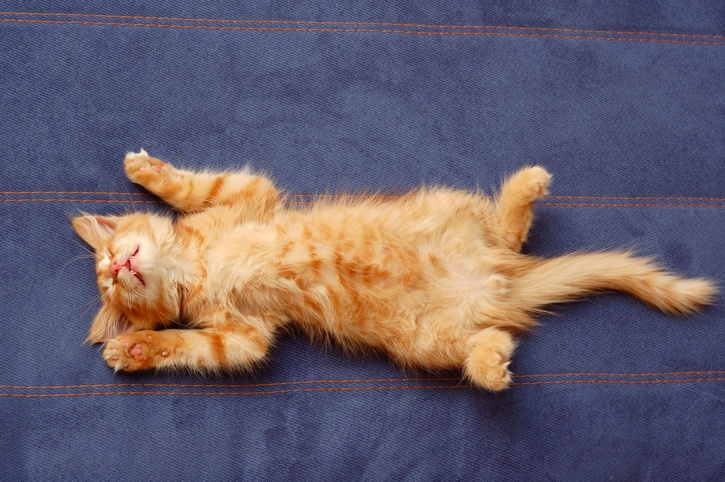 kitten sleeps on the back like a log