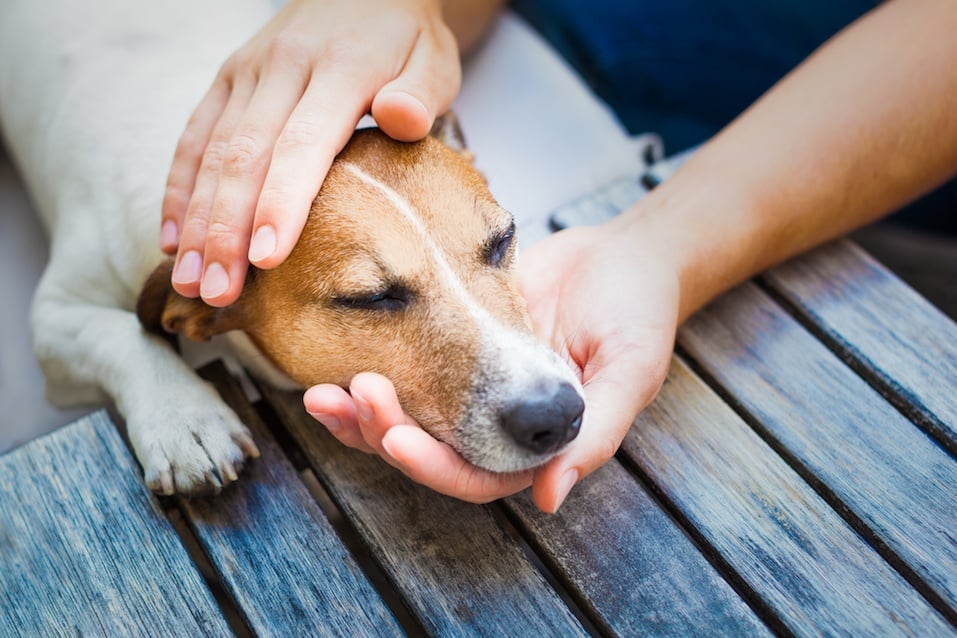 owner petting his dog, while he is sleeping or resting with closed eyes