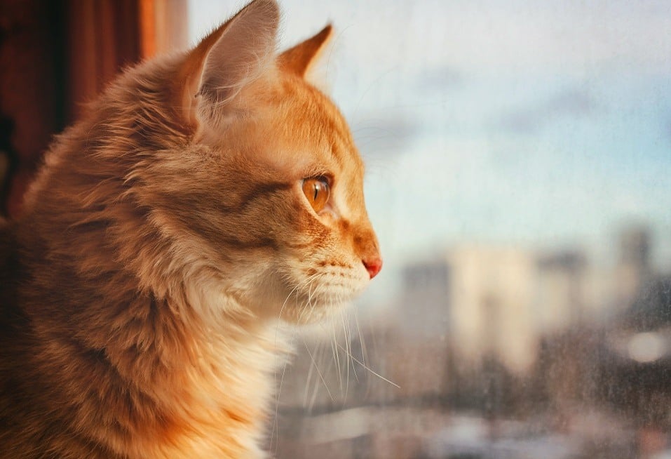 red pet cat sitting on the windowsill
