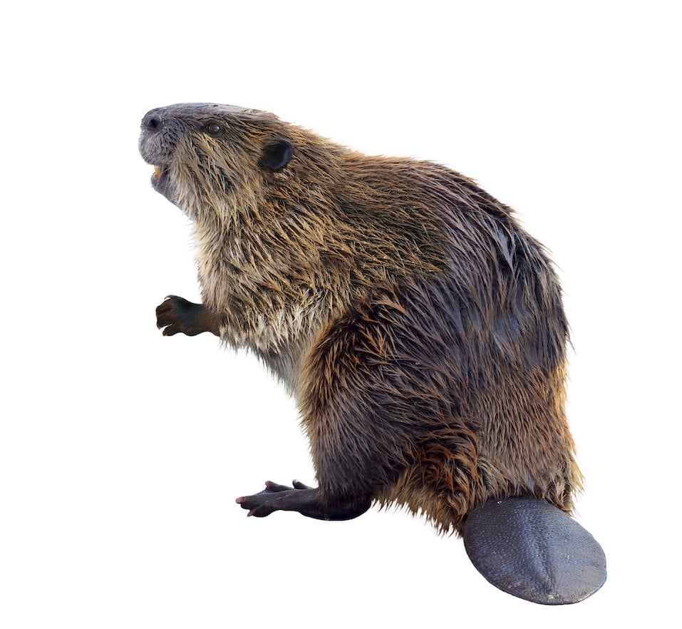 A North American Beaver standing on his hind legs showing his tail