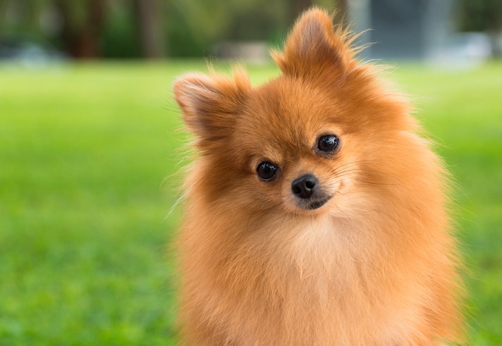A pretty pomeranian female dog on a blurry grass background