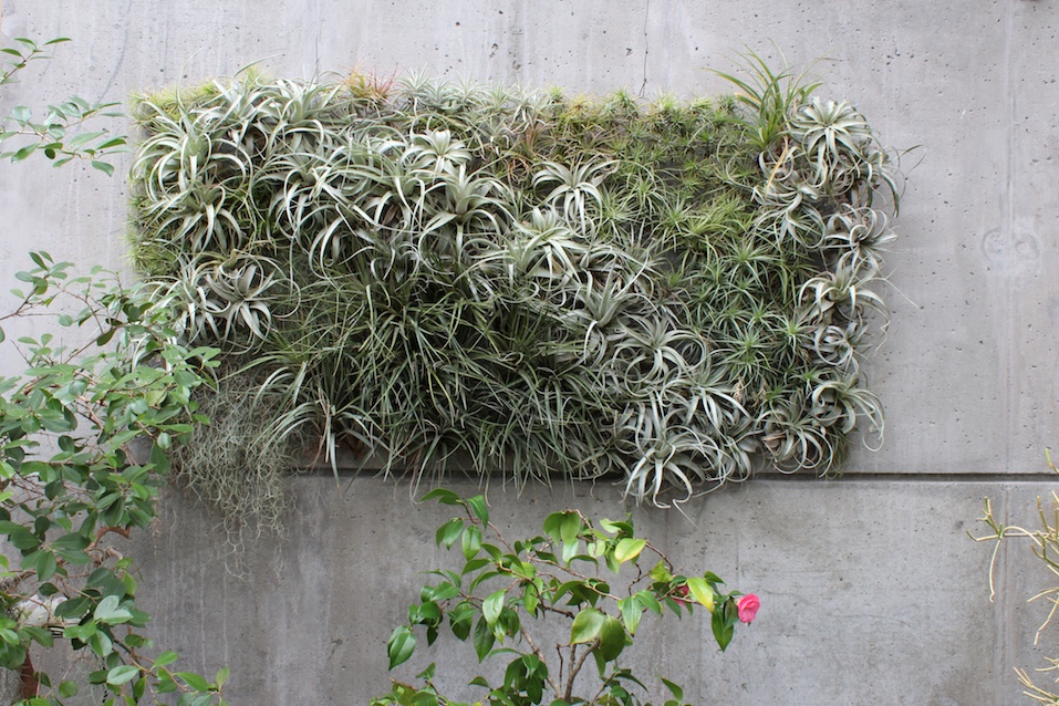 Air plants living wall sculpture