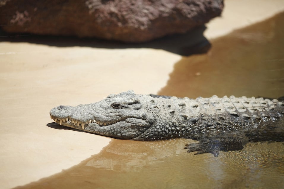 Alligator coming out of river