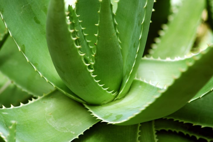 Aloe vera plant Aloe vera plant