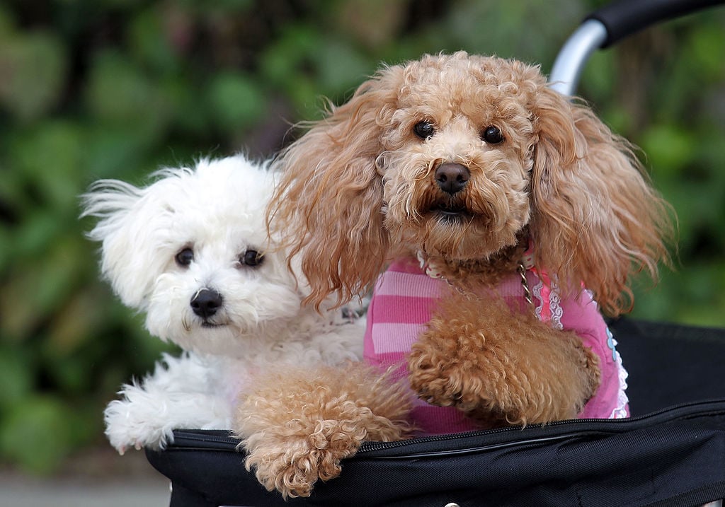 Asian International Dog Show