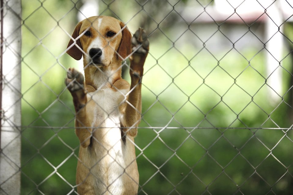 dog behind fence