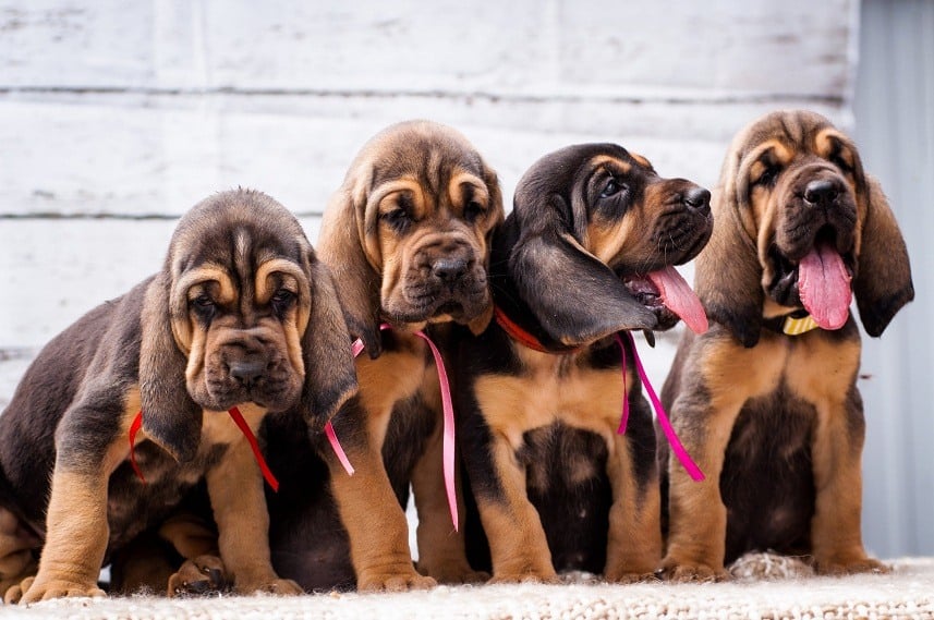 The bloodhound is one of the most difficult to train dog breeds