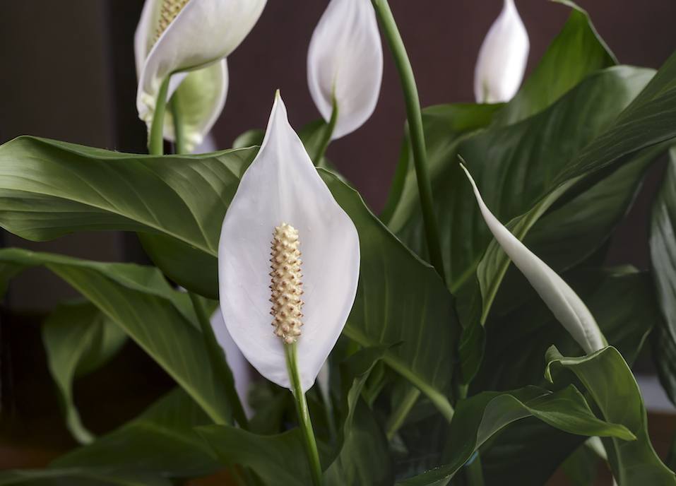 Blooming white flowers spathiphyllum
