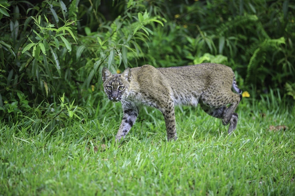 Bobcat hunting along the boundary of a wetland in Stuart