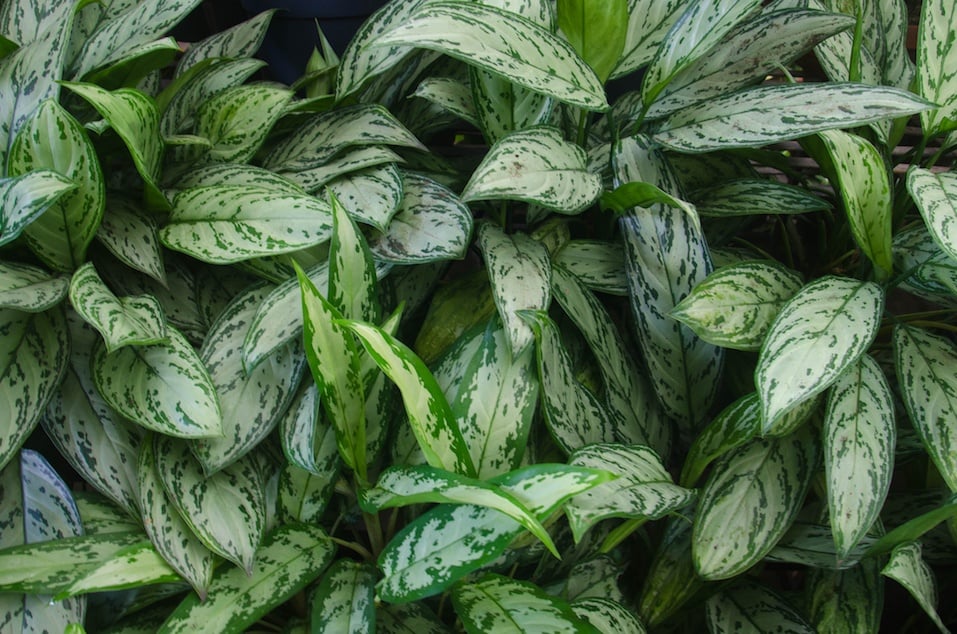 Chinese evergreens