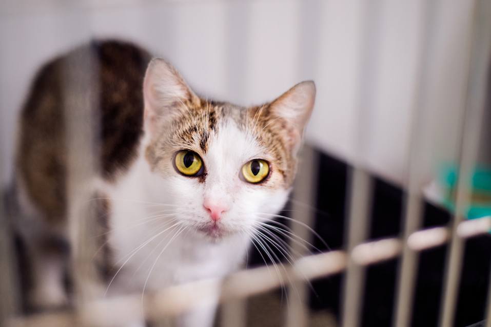 A frightened kitten with green eyes staring out from a cage.