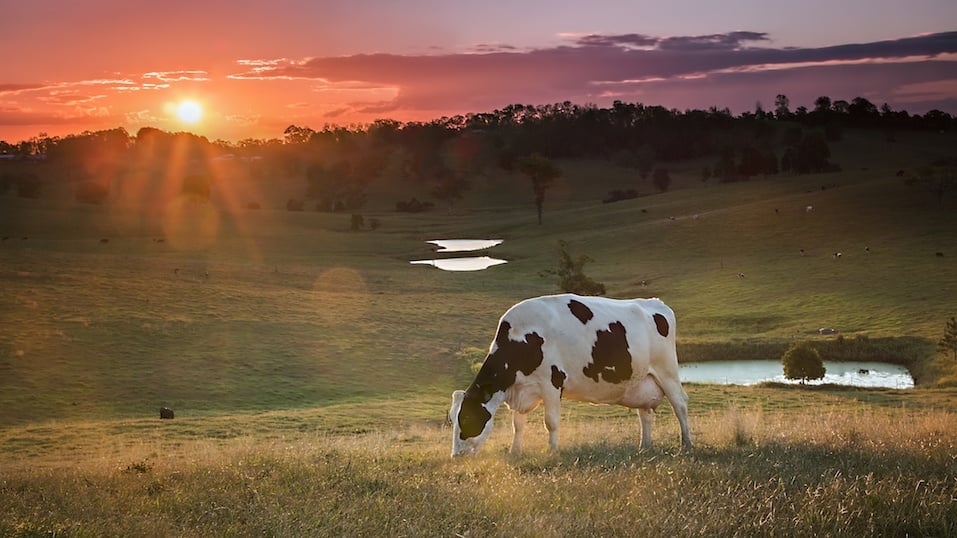 Dairy Cow Grazing at Sunset