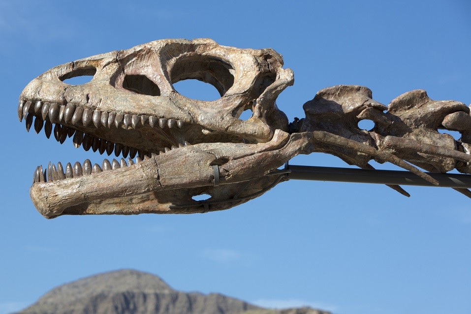 Dinosaur's head skull Dinosaur's head skull