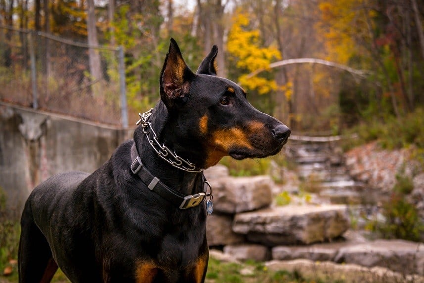 Doberman posing by a Ravine