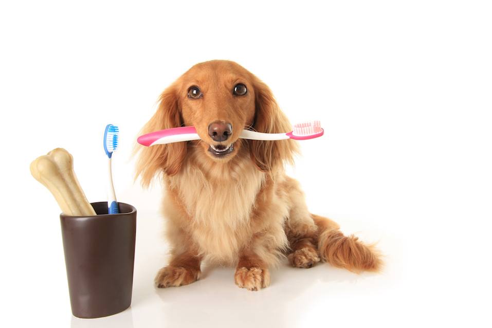 dog holding a toothbrush