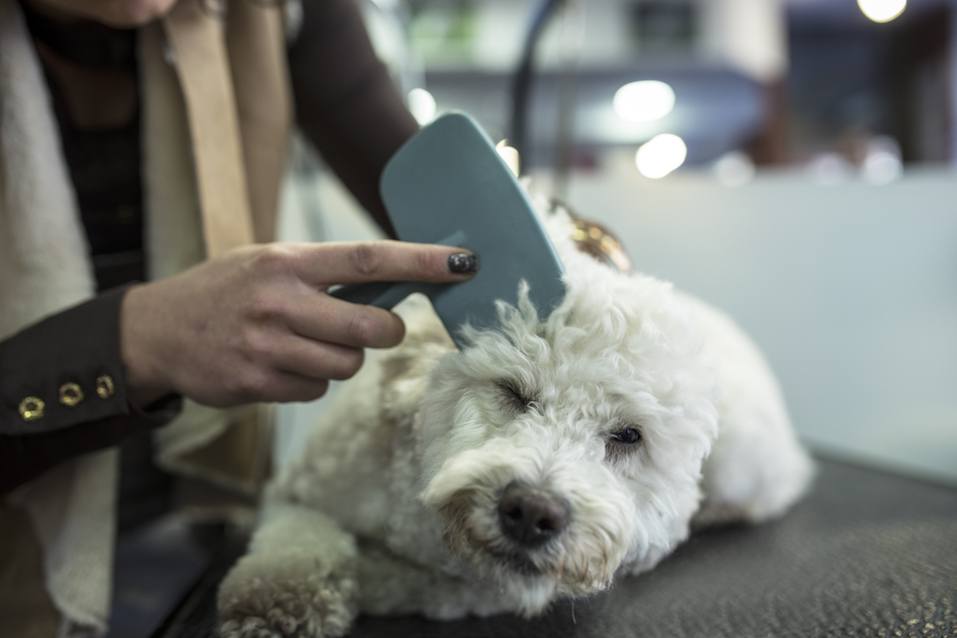 Combing cute little white dog