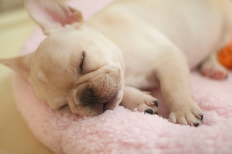 French Bulldog
