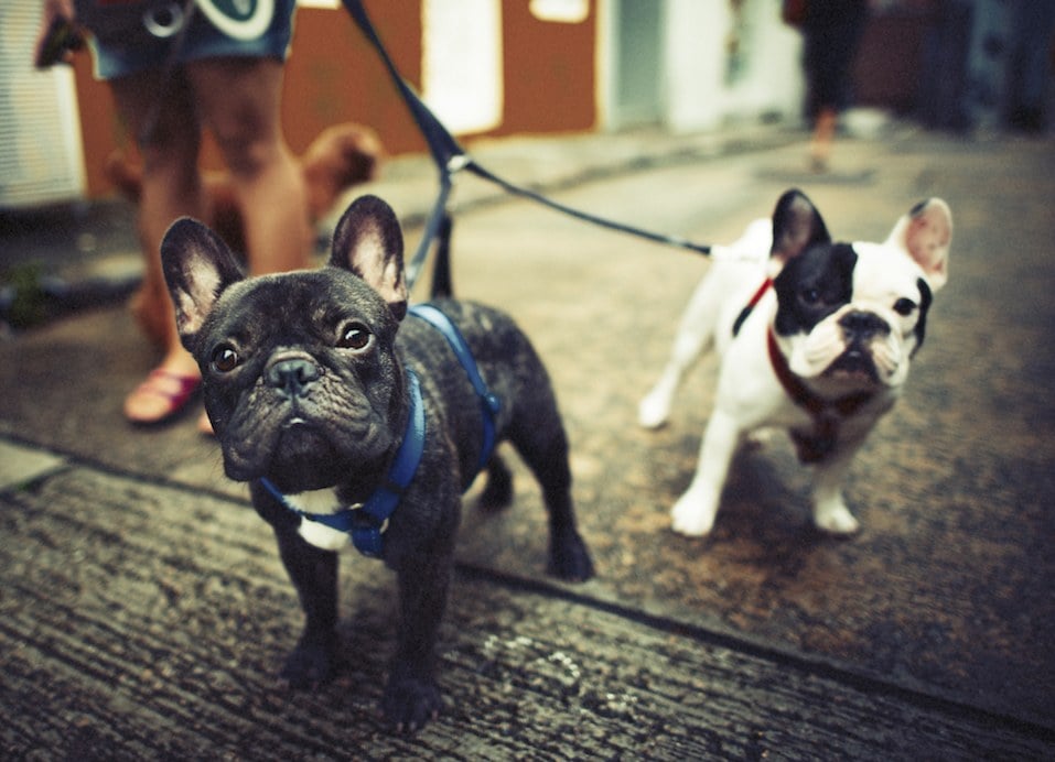 two French bulldogs