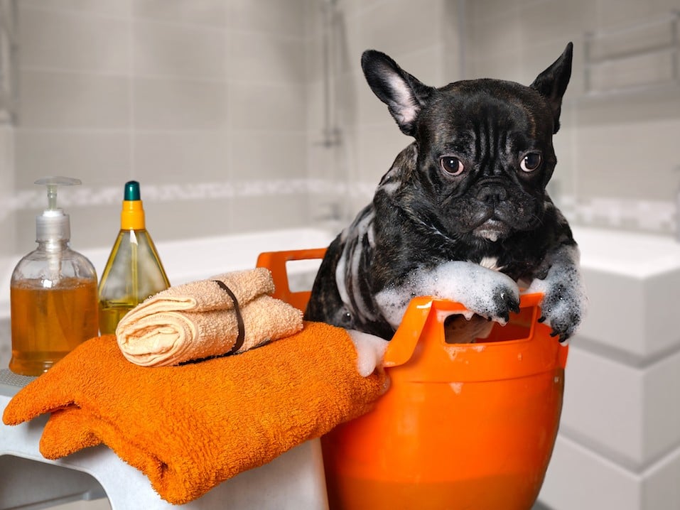 Funny dog wash in a basin,